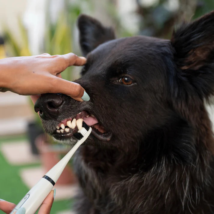 Canident® - Limpiador dental sónico para perros