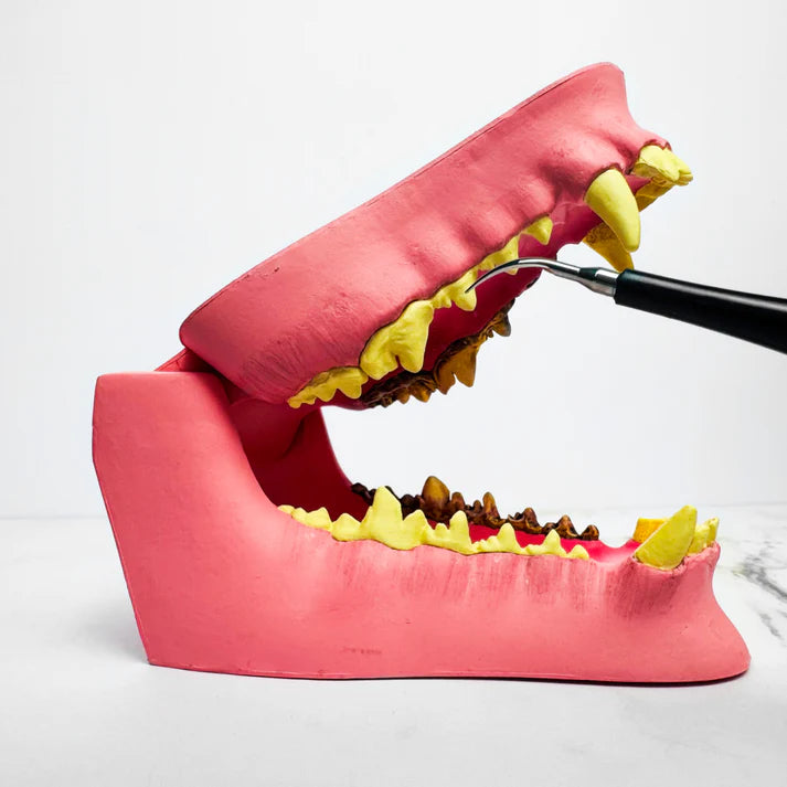 Canident® - Limpiador dental sónico para perros